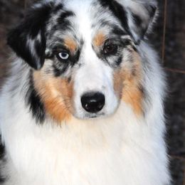 Australian Shepherds from Cobbercrest Australian Shepherds