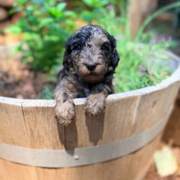 River - Merle female Goldendoodle puppy in Pollock Pines, California from Penny Lane’s Doodles