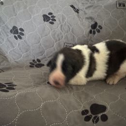 Pyrenean Mastiff Puppies from Mastini Sierra Pyrenean Mastiffs