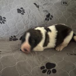 Pyrenean Mastiff Puppies from Mastini Sierra Pyrenean Mastiffs