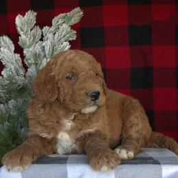 Zeus - Red  male Goldendoodle puppy in Apopka, Florida from Rae Precious Puppies