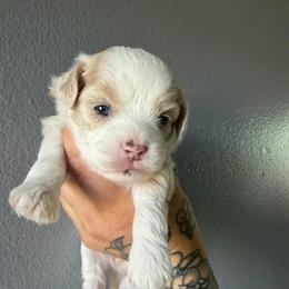 Blondie - Gold and white female Shihpoo puppy in Brevard County, Florida from Enchanting Puppies
