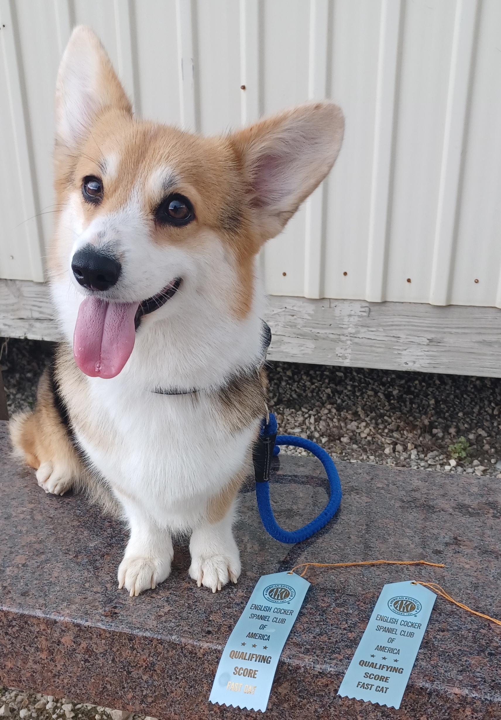 Pembroke Welsh Corgis from Mesquite Side Corgis