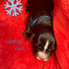 Sally - female Golden Mountain Doodle puppy in Rockville, Minnesota from Bracha Poodles & Doodles