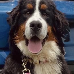 Scarlett - Bernese Mountain Dog