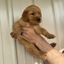 Boy 2 - Dark golden male Golden Retriever puppy in Arnaudville, Louisiana from Taylor Made Retrievers
