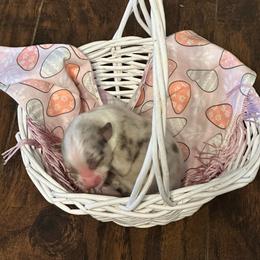 Boy 7 - Blue merle male Miniature Australian Shepherd puppy in Doddridge, Arkansas from Huddleston Farm