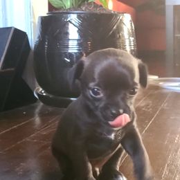 Chihuahua Puppies from Fenomenal ChiChis