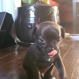 Chihuahua Puppies from Fenomenal ChiChis