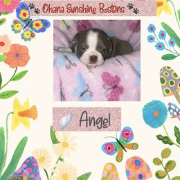 Boston Terrier Puppies from Ohana Sunshine Bostons