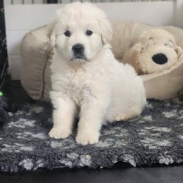 Golden Retriever Puppies from Hoekema Homestead Goldens