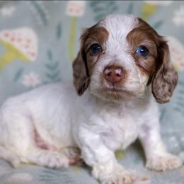 Pine - Dapple male Dachshund puppy in Maynardville, Tennessee from Grecian Kennel