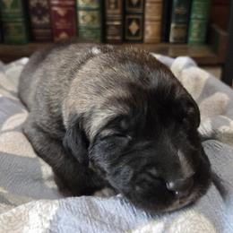 Boy 1- Green - Fawn male Anatolian Shepherd Dog puppy in La Grange, Georgia from Florida Anatolian Shepherds