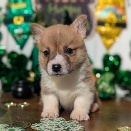 Timber - Red male Pembroke Welsh Corgi puppy in Columbus, Ohio from Rose Water Corgis in Ohio