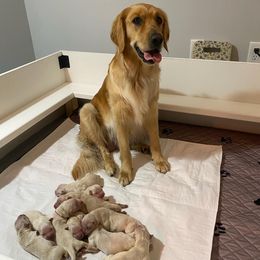 Golden Retriever Puppies from Sweeter Than Honey Golden Retrievers, LLC.