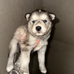 Girl 1 - Agouti and white female Siberian Husky puppy in Iron River, Wisconsin from Wiemeri Siberians