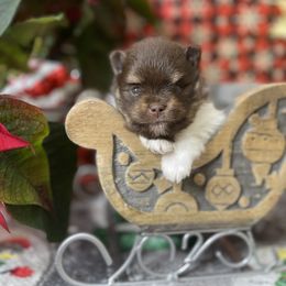 French Bulldog, Goldendoodle, Pomeranian, and Yorkshire Terrier Puppies from Dbos Furry Friends