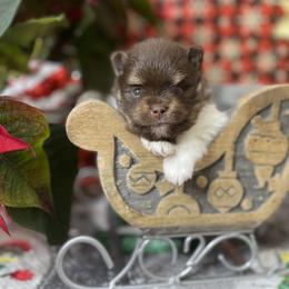 French Bulldog, Goldendoodle, Pomeranian, and Yorkshire Terrier Puppies from Dbos Furry Friends