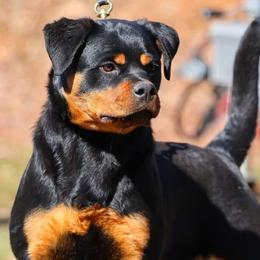 Rottweilers from Schone Rasse Rottweilers