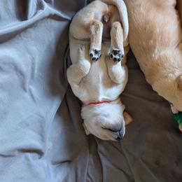 Red Female - Yellow female Labrador Retriever puppy in Briggsdale, Colorado from LC Hunting Labs, LLC.
