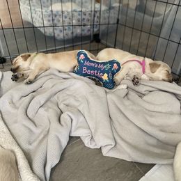 Golden Retriever Puppies from Sweeter Than Honey Golden Retrievers, LLC.