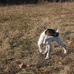 German Shorthaired Pointer Puppies from Bishop Kennels