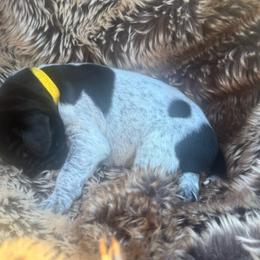 Yellow collar male - Black male German Shorthaired Pointer puppy in Rincon, Georgia from South Creek Kennels / SCK Gun Dogs
