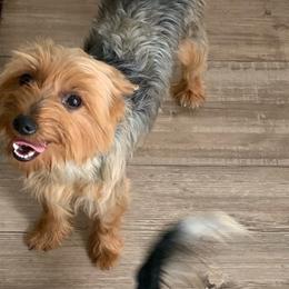 Tara - Yorkshire Terrier