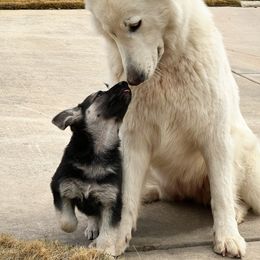 German Shepherd and White Shepherd Puppies from Scenic Creek German Shepherds
