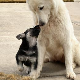 German Shepherd and White Shepherd Puppies from Scenic Creek German Shepherds