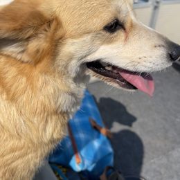 Maltipoo and Pembroke Welsh Corgi All Grown Up from Eclipseann
