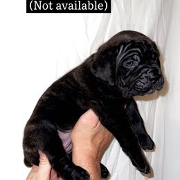 Cane Corso Puppies from Rock Creek Cane Corso