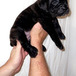 Cane Corso Puppies from Rock Creek Cane Corso