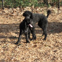 Poodle Puppies from Simply Standard Poodles