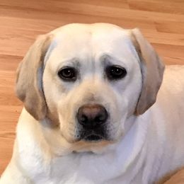 "London Mom" Labrador Retriever Puppies from Carvins Cove English Labradors