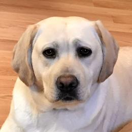 "London Mom" Labrador Retriever Puppies from Carvins Cove English Labradors