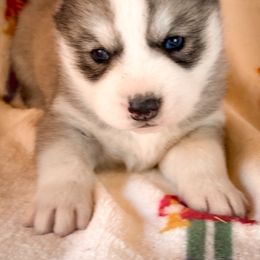 Samson - Sable and white male Siberian Husky puppy in Grant City, Missouri from Timberline Paws