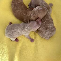 Boy 2 - Red male Maltipoo puppy in California from Yorkie & Maltese Royalty