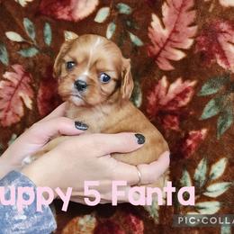 Fanta Puppy 5 - Ruby female Cavalier King Charles Spaniel puppy in Racine County, Wisconsin from Hough's Danes and Cavaliers