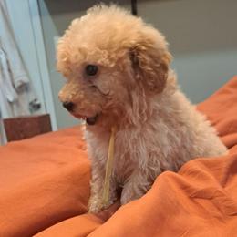Anna, Yellow Girl - Red female Bernedoodle puppy in Lafayette, Alabama from Williams Lake Doodles