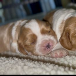 Cavalier King Charles Spaniel Puppies from Nococavaliers