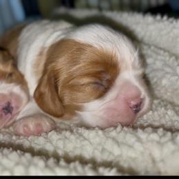 Cavalier King Charles Spaniel Puppies from Nococavaliers