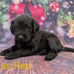 Miss Red - Black female Labradoodle puppy in Lebanon, Pennsylvania from Robertson's Retrievers and Doodles