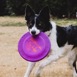 Border Collies from Botanical Border Collies
