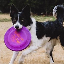 Border Collies from Botanical Border Collies