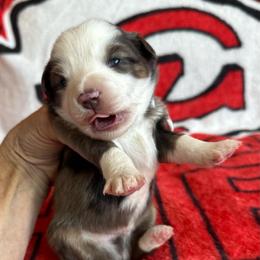 BMM - Blue merle male Toy Australian Shepherd puppy in Lame Deer, Montana from Bar M Toy Aussies