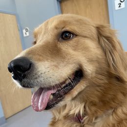 Monie - Golden Retriever