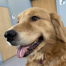 Monie - Golden Retriever