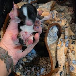 Blossom - Parti female Yorkshire Terrier puppy in Duncan, South Carolina from Sonshine Yorkies