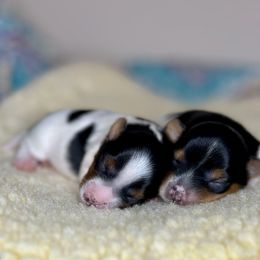 Biewer Terrier and Russian Tsvetnaya Bolonka Puppies from Von Edelweiss Biewer Terriers